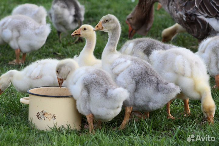 Продам гусят домашние подрощенные