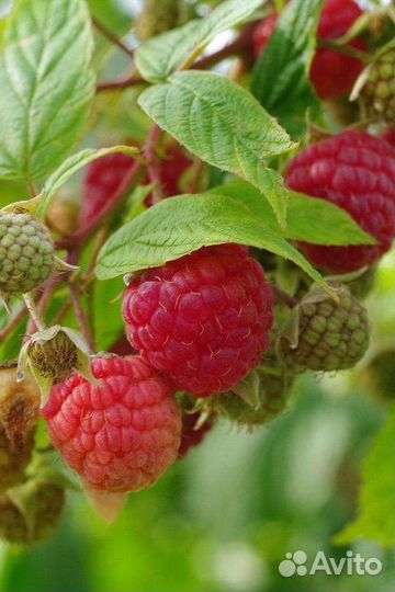 Малина 3,3литра