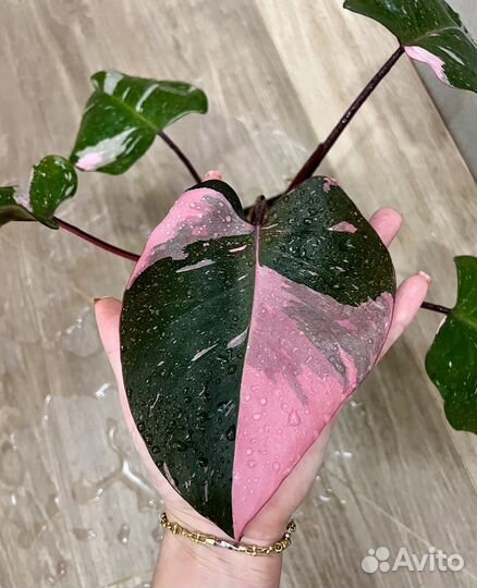 Филодендрон pink princess marble king