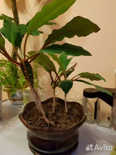 Глоксиния.маранта.молочай, диффенбахия