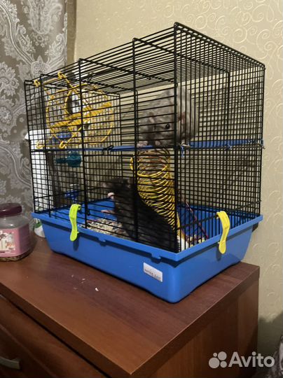 Декоротивные крыски (2 мальчика) + всё для них