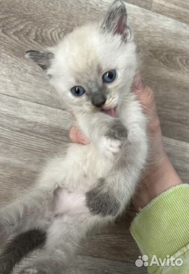 Сиамские котята