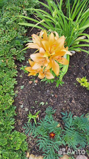 Разные садовые цветы