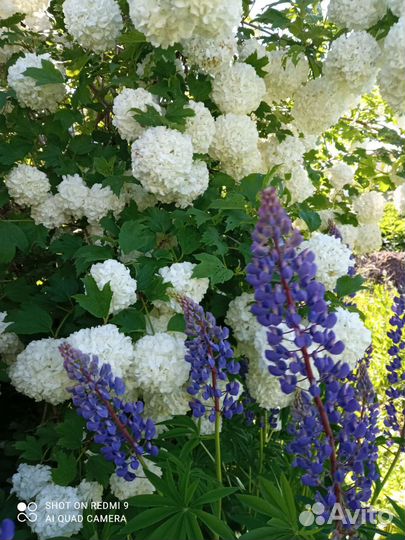 Саженцы kalina Бульденеж