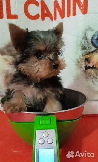 Йоркширский терьер