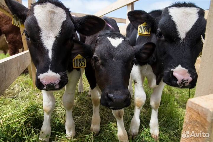 Продаются телята - бычки