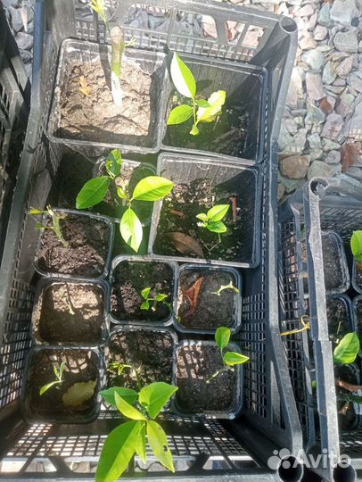 Лимоны, укорененные черенки