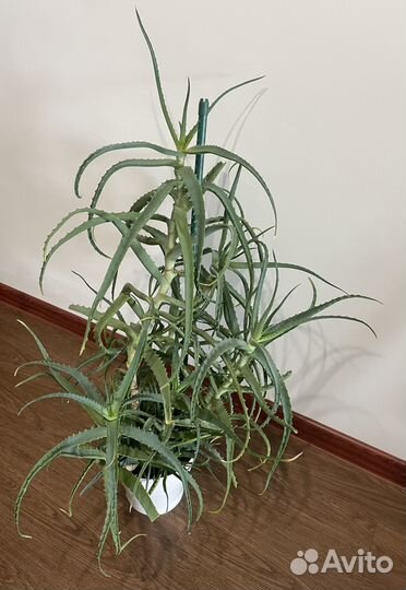 Алоэ столетник