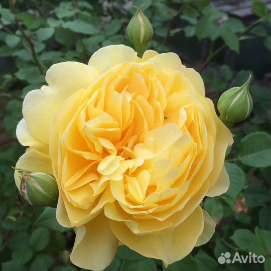 Кустовые розы саженцы