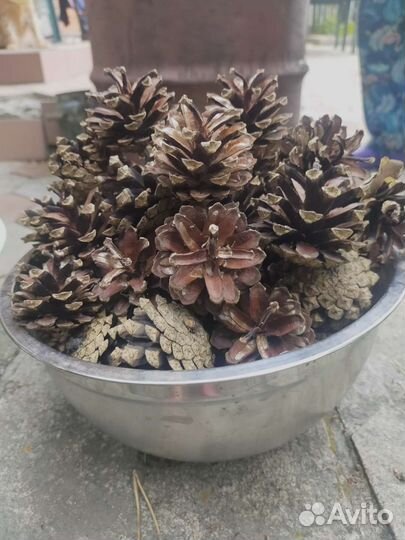 Шишки сосновые