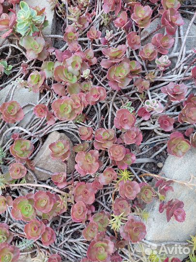 Покровные растения