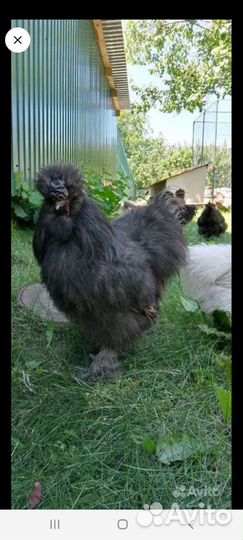 Петух китайский шелковый