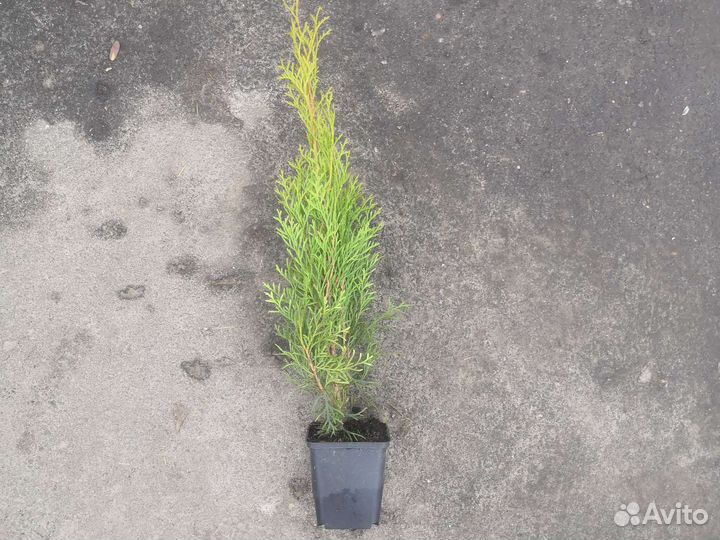 Туя смарагд