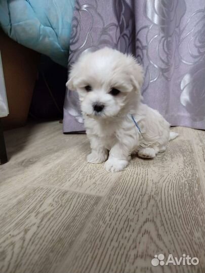 Вязка мальтийская болонка мини