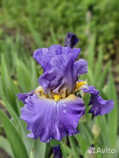 Ирисы сортовые