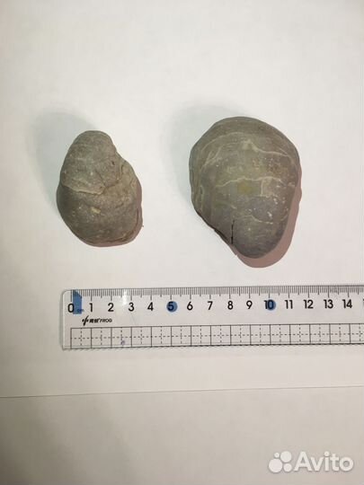 Грифеи древние окаменелости