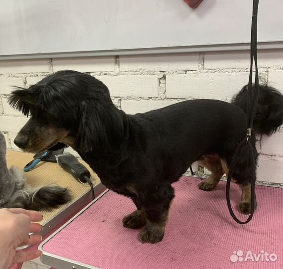 Груминг. Стрижка собак Большевиков-Народная