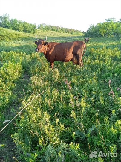 Продаётся корова
