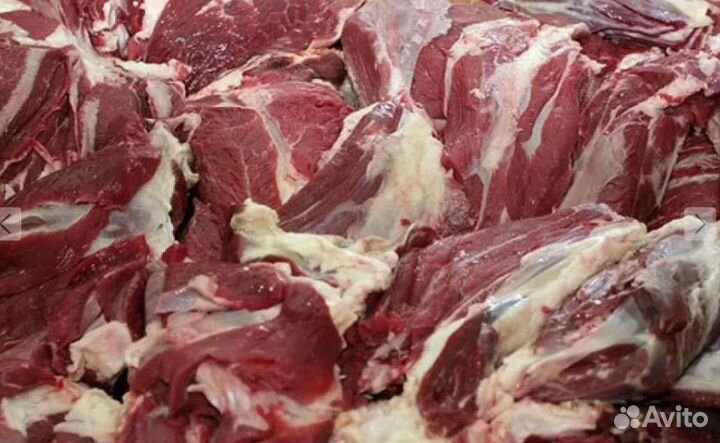 Мясо конина (конское ) от 50кг Халяль