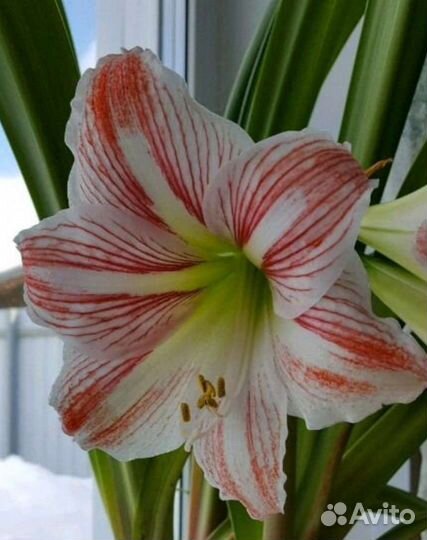 Гиппеаструм/Амариллис