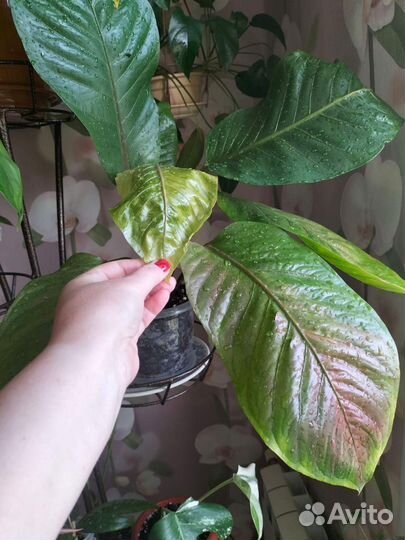 Антуриум вариегатный