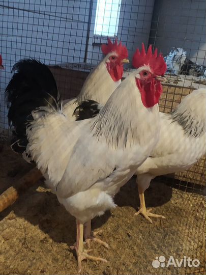 Молодые петухи