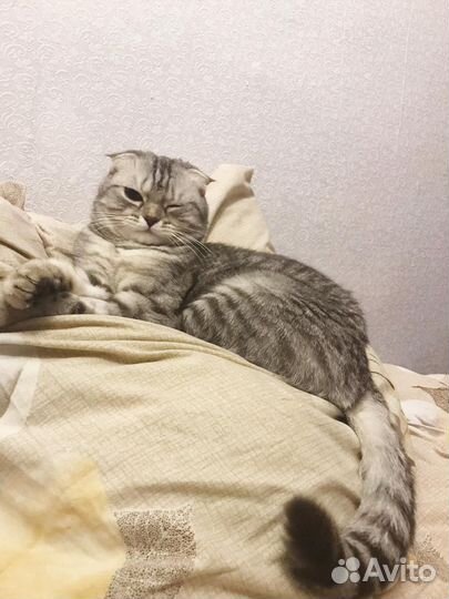 Шотландская