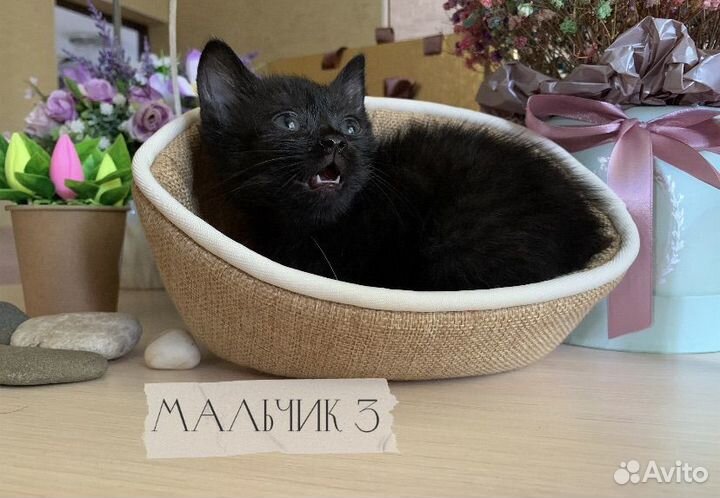 Котята Британские