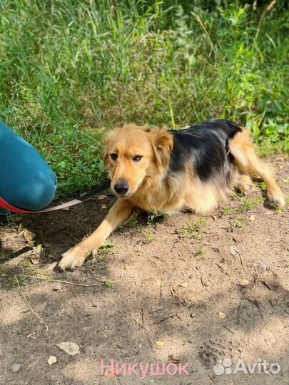 Собака в добрые руки отдам бесплатно