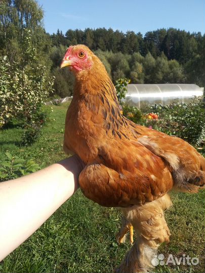 Молодые петушки