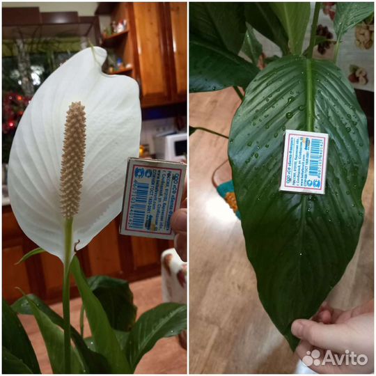 Спатифиллумы сортовые