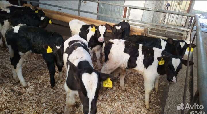 Телята бычки