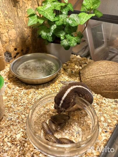 Живой корм для ежей, сов, хорьков