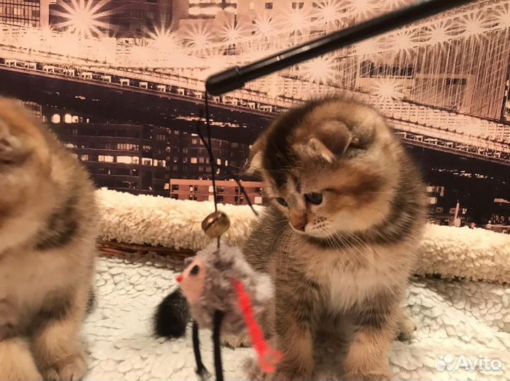 Элитный шотландский котик