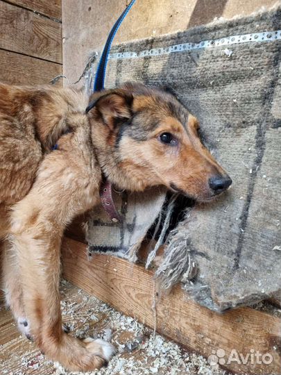 Собака Лобзик из приюта Некрасовка