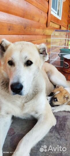 Среднеазиатская овчарка алабай щенки