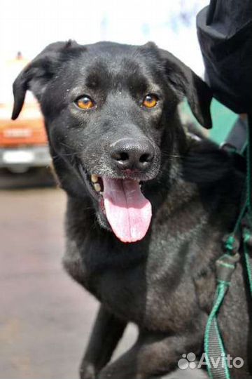 Собака ищет дом девочка