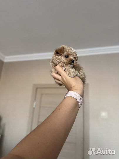 Микро мальчик мальтипу f1, до 2х кг взрослый