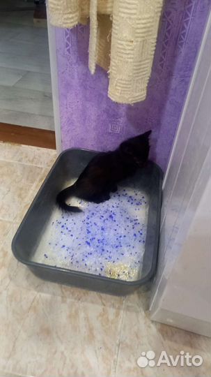 Одноглазый, но от этого не менее очаровательный