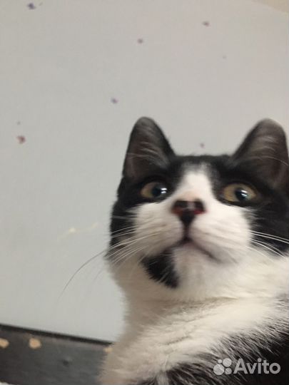 Кошка в дар бесплатно