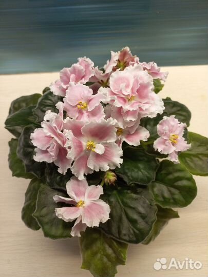 Фиалки(цветущие и детки)