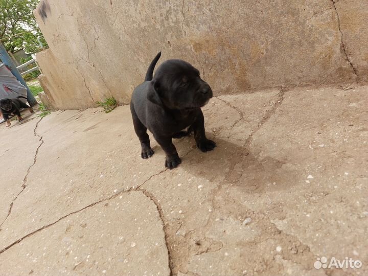 Щенки кане корсо