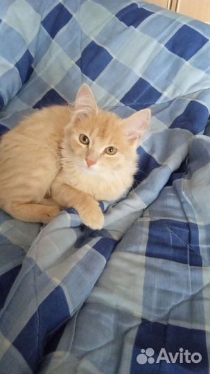 Кошки бесплатно
