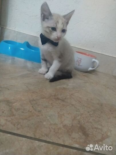 Котята в добрые руки мальчики
