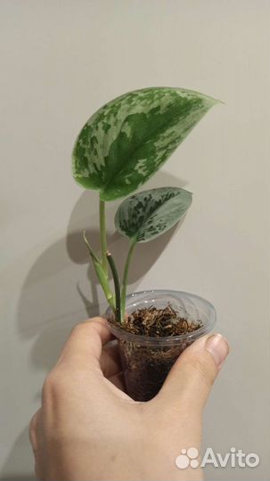 Сциндапсусы, (эпипремнумы)