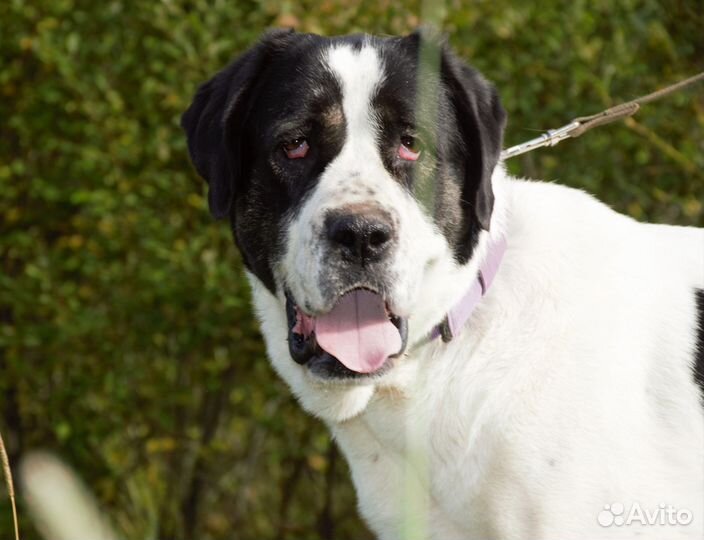 Алабай в дар