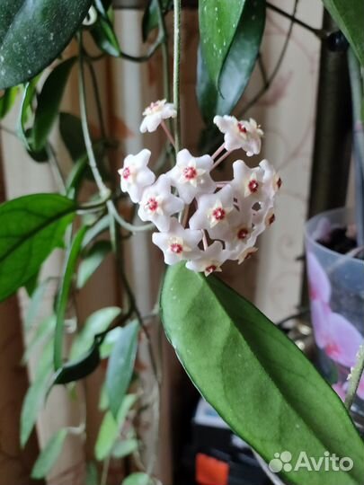 Комнатные цветы