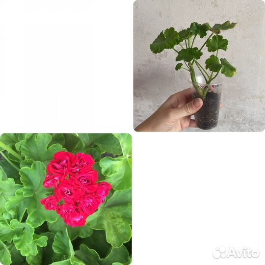 Пеларгония герань