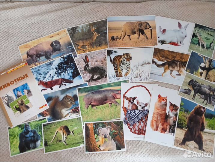 Наглядные пособия