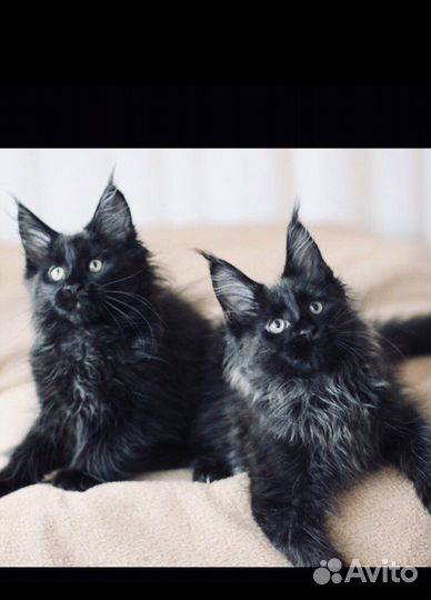 Котята мейнкун полидакты и класс. вязка мейнкун